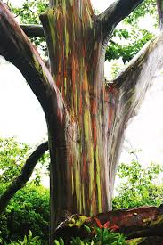 These trees look like something willy wonka might produce in his eucalyptus deglupta is a tall tree, commonly known as the rainbow eucalyptus, mindanao gum, or. Rainbow Eucalyptus Tree Photograph By Daniel Baralt
