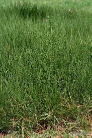 Image result for Urochloa dictyoneura