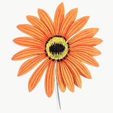 Download Premium Png Of Hand Drawn Orange Flower Transparent Png 2094595 Orange Flowers How To Draw Hands Flower Illustration