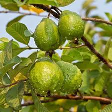 Guava tree care and growing is easy. Guava Tree White Variety