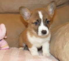 The pembroke welsh corgi's history can be traced. Faithful Pembroke Welsh Corgi Puppies Available Now For Sale For Sale In Herndon Virginia Classified Americanlisted Com