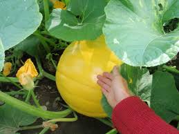 Weighs between 18 and 22 pounds. Baby Giant Pumpkins Our Green Acres