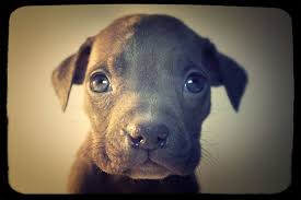 Peanut The Six Week Old Pitbull Puppy Runt Pitbull Puppy Pitbull Puppies Pitbulls