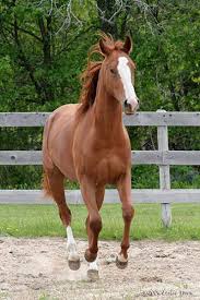 Different Types Of Horses American Quarter Horse Quarter Horse Types Of Horses