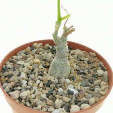 Image result for Kedrostis leloja