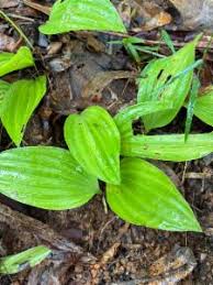 Image result for Nervilia sp.no.4