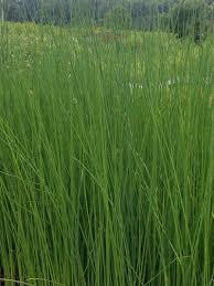 Image result for Schoenoplectus muricinux