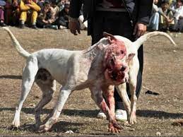 The Bloody World Of Dog Fighting Victory Or Death There Is No Mercy