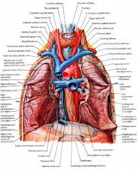 Apex of the lung covered by the cervical pleura and supra pleural membrane. Fig Relations Of Trachea Cervical And Thoracic Part Anterior And Download Scientific Diagram
