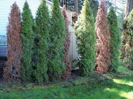 Asked september 29, 2016, 7:37 pm edt. What To Do About Winter Cutworms Why Arborvitaes Die Ask An Expert Oregonlive Com