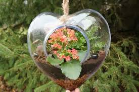 Mini Kalanchoe In Suspended Glass Heart Terrarium By Queen Thumb Creations Glass Heart Terrarium Glass