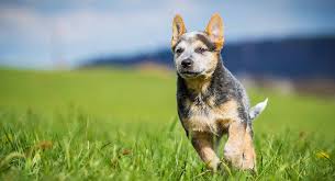 Australian cattle dog , 8 months old. Mini Australian Cattle Dog Your Favorite Pup In A Tiny Package