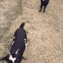 Fainting Goat Gifs Tenor
