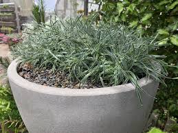 Image result for Ficinia