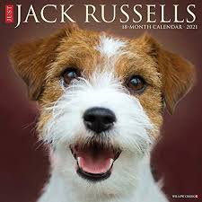 Just Jack Russells 2021 Wall Calendar Dog Breed Calendar In 2020 Jack Russell Jack Russell Terrier Dog Calendar