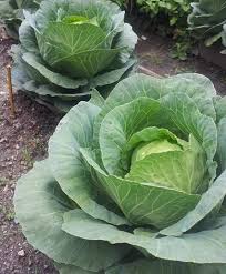 Pengunaan nisbah tanah media yang tidak tepat menyebabkan sayur tidak menjadi. Panduan Tanam Kobis Tanah Rendah Dalam Pasu Jana Income Lumayan Jual Sayur Kobis Kartel Dakwah