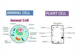 Check spelling or type a new query. Cell Organization Online Presentation