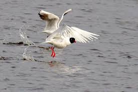 Mouette Melanocephale
