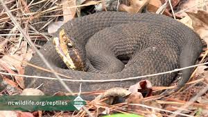 These rattlesnakes, one of the most poisonous snakes in north carolina, are found in rocky mountainsides as high at 5,000 feet or higher. Snakes In North Carolina Youtube
