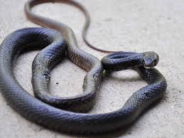 Pour white vinegar around the perimeter of the pool. Watch Video Of An Enormous Snake On An Nyc Subway Platform