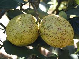 Citrus Pests Diseases And Disorders Agriculture And Food
