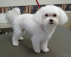 Magic S Pet Salon Home Maltese Dogs Haircuts Maltese Haircut Maltese Poodle