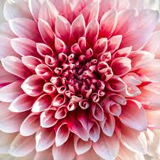 They'll likely be captivated by. Beautiful Pink Chrysanthemum Flower Close Up Stock Photo Picture And Royalty Free Image Image 20237341