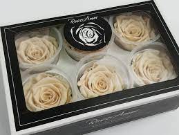 4341 north rd, burnaby ,bc, canada. Jet Fresh Flowers Is The Exclusive Florida Distributor Of Rose Amor Preserved Flowers Perishable News