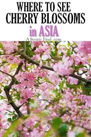 Where To See Cherry Blossoms In Asia Japan South Korea China A Scenic Find Asia Destinations Travel Destinations Asia Asia Travel