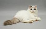 The Lilac Ragdoll Cat - Mitted, Colorpoint, Bicolor & Lynx