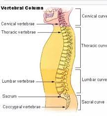 The soft tissue that fills the internal spaces in bone. How Many Bones Are There In The Spinal Cord Quora