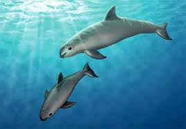 Vaquita Meksika Yunusu Dunyada Nadir Gorulen Memeli Deniz Hayvanlarindan Biri Olan Meksika Yunusunun Nesli Sinirli Al Nadide Hayvanlar Memeliler Hayvanlar