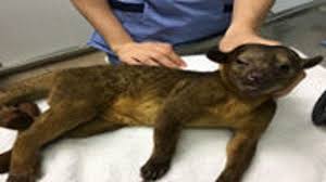Maybe you would like to learn more about one of these? Exotic Kinkajou Crashes Elderly Woman S Home Sarasota Fl Patch