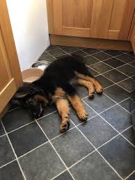 Selected tractor supply locations (full disclosure: Sleepy 12 Week German Shepherd Puppy After A Vets For Pets Puppy Class Puppies German Shepherd Puppies Puppy Classes