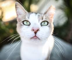Oral masses can form in any age or breed of cat, but older cats and male cats seem. Feline Stomatitis Signs Treatment Bluepearl Pet Hospital