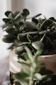 Price and other details may vary based on size and color. My House Plant Collection Melissa Riel