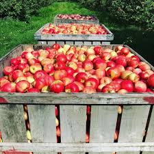 Actually, a bushel of apples weigh's in at about 42 lbs. Bushels Of Apples Pine Hill Orchards