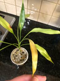 Try filling the water only up till the roots of the plant even little less is. Yellowing Leaves On Indoor Bamboo Plant Please Help What Should I Do Plantclinic