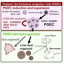 We did not find results for: Human Ipsc Derived Posterior Gut Progenitors Are Expandable And Capable Of Forming Gut And Liver Organoids Sciencedirect