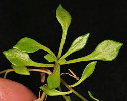 Image result for Maerua parvifolia