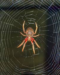 Black And Yellow Striped Spider Australia Orb Weaver Spider Australian Spider Orb