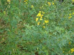 Image result for Crotalaria chirindae