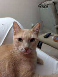 Hi Everyone! The big transition has continued for tomorrow! Mom cleared out  the stuff in the guest bedie roomie and brought the chairie into the  Florida roomie. Hmmm I wonder what that's