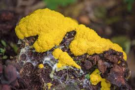 A large colony of mold often shows actual fungi head growths, which look like tiny mushrooms. Dog Vomit Slime Mold Care And Growing Guide