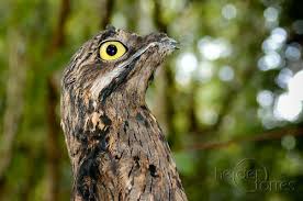 Urutau Ave Fantasma By Heidertorres Via Flickr Beautiful Creatures Animals Birbs
