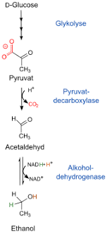Dabei überwiegt zuerst der alkohol, später dann das wasser im entstehenden dampfgemisch. Ethanol Wikipedia