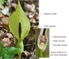 Image result for Araceae