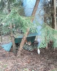 Pine trees are in the pinus genus and the pinaceae family. The Cheshire Wanderer On Instagram A Quick Overnighter In The Local Forest Right Under A Pine Tree One Of My Favourite Camps So F Bushcraft Tree Outdoor