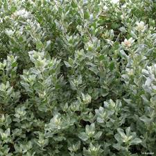 Image result for Atriplex halimus