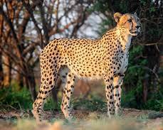 Cheetahの画像
